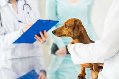 Azienda della Pubblica Amministrazione cerca assistente amministrativo servizio veterinario