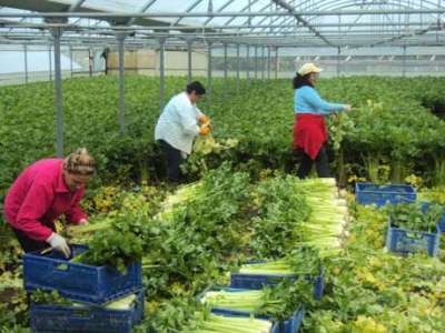 Azienda in provincia di Latina cerca 10 braccianti agricoli per la raccolta del sedano