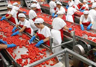 1.000 a tempo determinato nella raccolta e trasformazione del pomodoro