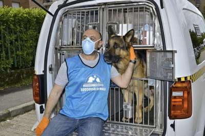 Asl di Napoli assume 25 accalappiacani a tempo indeterminato: basta la licenza media