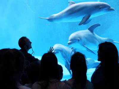 Acquario di Roma, forse ci siamo. 400 i posti in ballo: ecco di chi c&rsquo;&egrave; bisogno