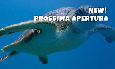 ACQUARIO: GIORNI DECISIVI. LAVORI DA FINIRE ENTRO IL 31 GENNAIO