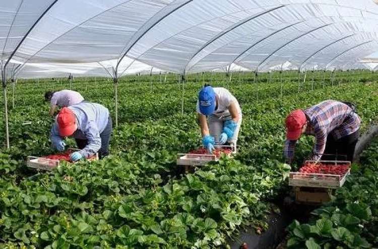 Societ&agrave; del settore agricolo cerca 40 braccianti a Sabaudia