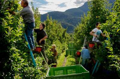 AZIENDA AGRICOLA DI SABAUDIA CERCA 10 BRACCIANTI