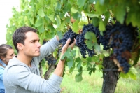 VITICOLTORI PER AZIENDA OPERAIA AGRICOLA SPECIALIZZATA A VELLETRI