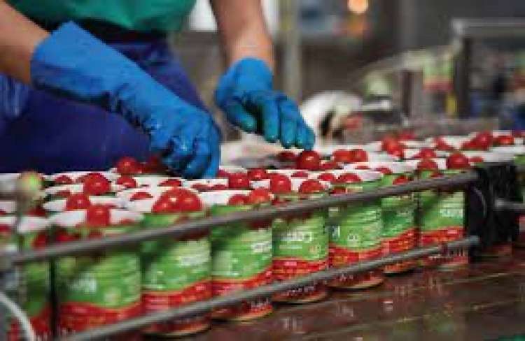 Mutti cerca 1.100 addetti alla raccolta e lavorazione del pomodoro