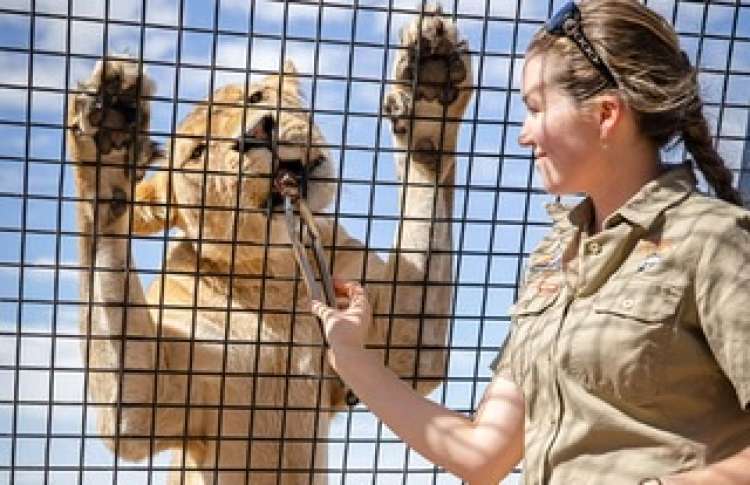 Il Bioparco di Roma assume assistent keeper zoologico: domande subito