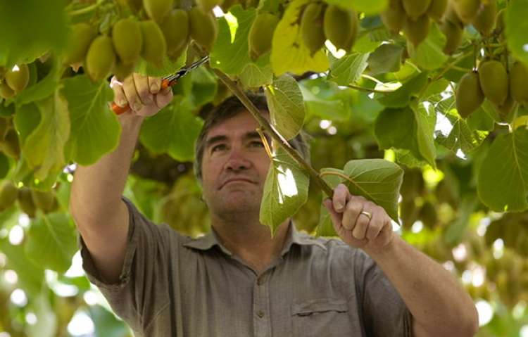 10 addetti alla raccolta e potatura dei kiwi per centri di produzione a Latina e provincia