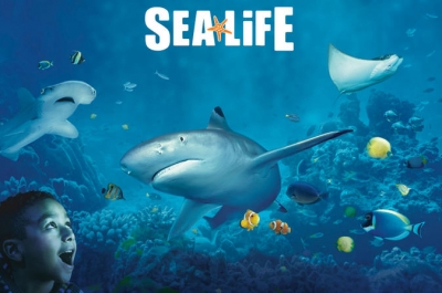 MEDICO VETERINARIO PER GLI ACQUARI SEA LIFE