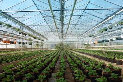 10 BRACCIANTI AGRICOLI PER CONFEZIONAMENTO PIANTE IN SERRA